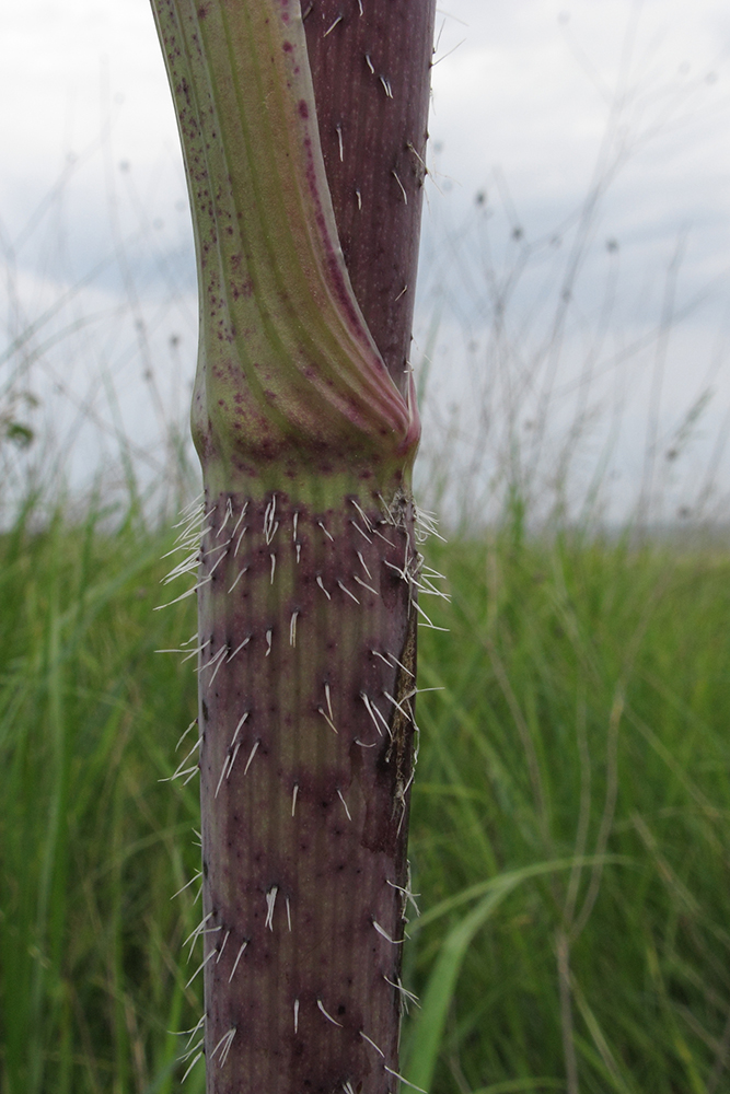 Image of Chaerophyllum bulbosum specimen.