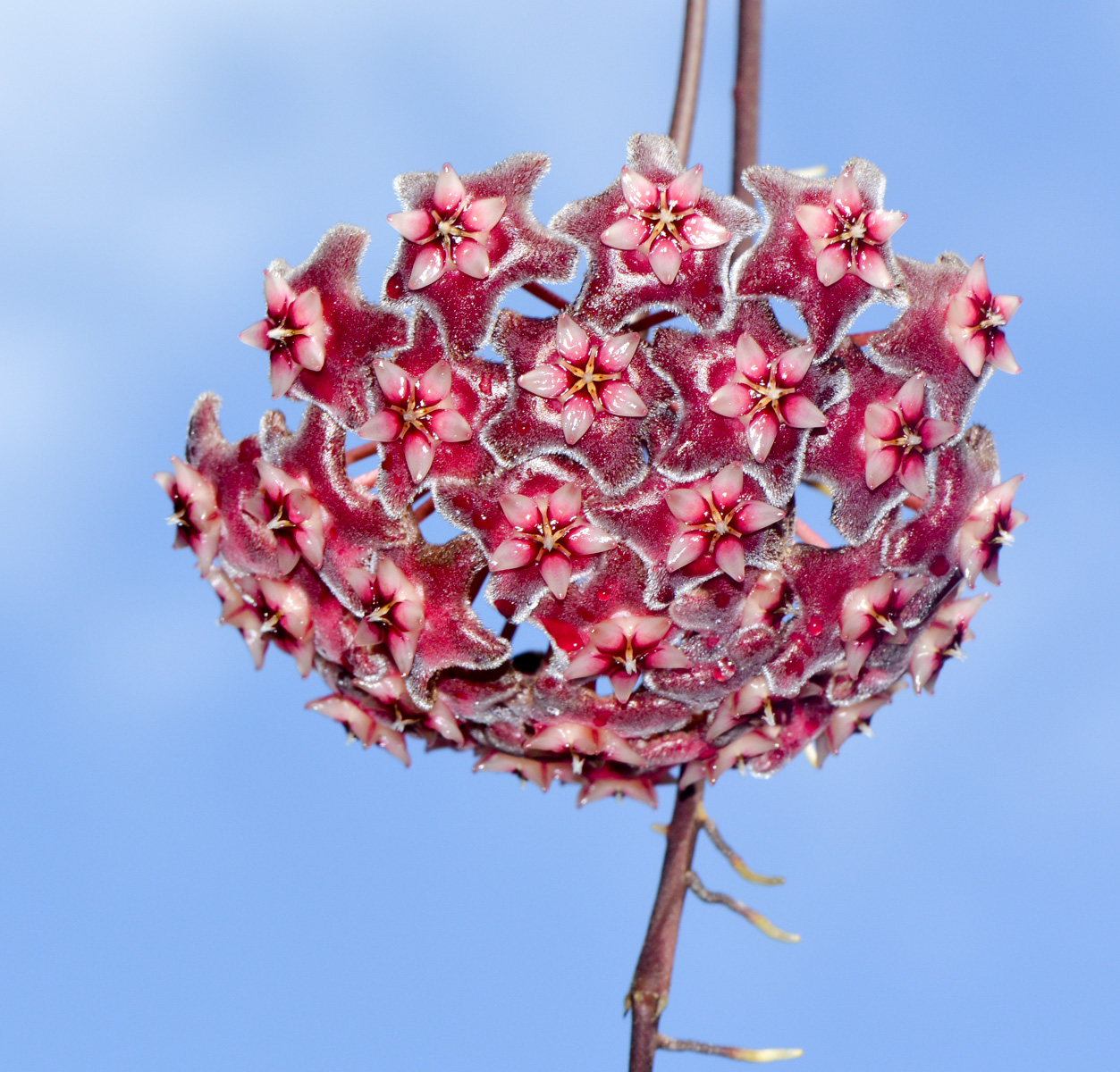 Image of Hoya carnosa specimen.