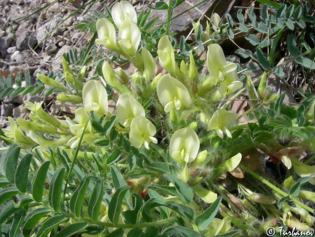 Image of Astragalus utriger specimen.