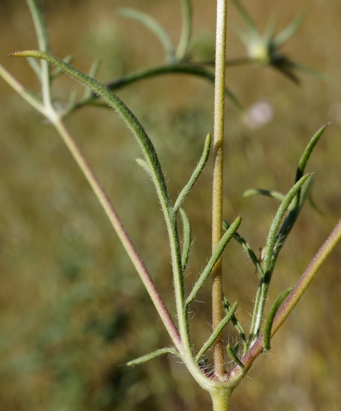 Image of Lomelosia divaricata specimen.