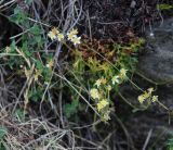 Saxifraga exarata