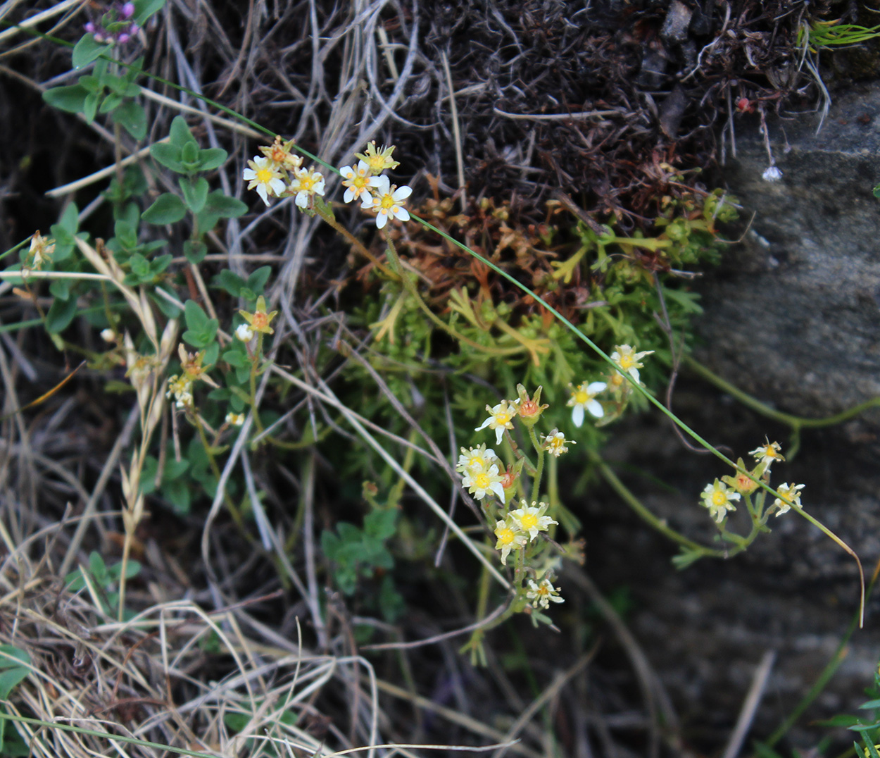 Изображение особи Saxifraga exarata.