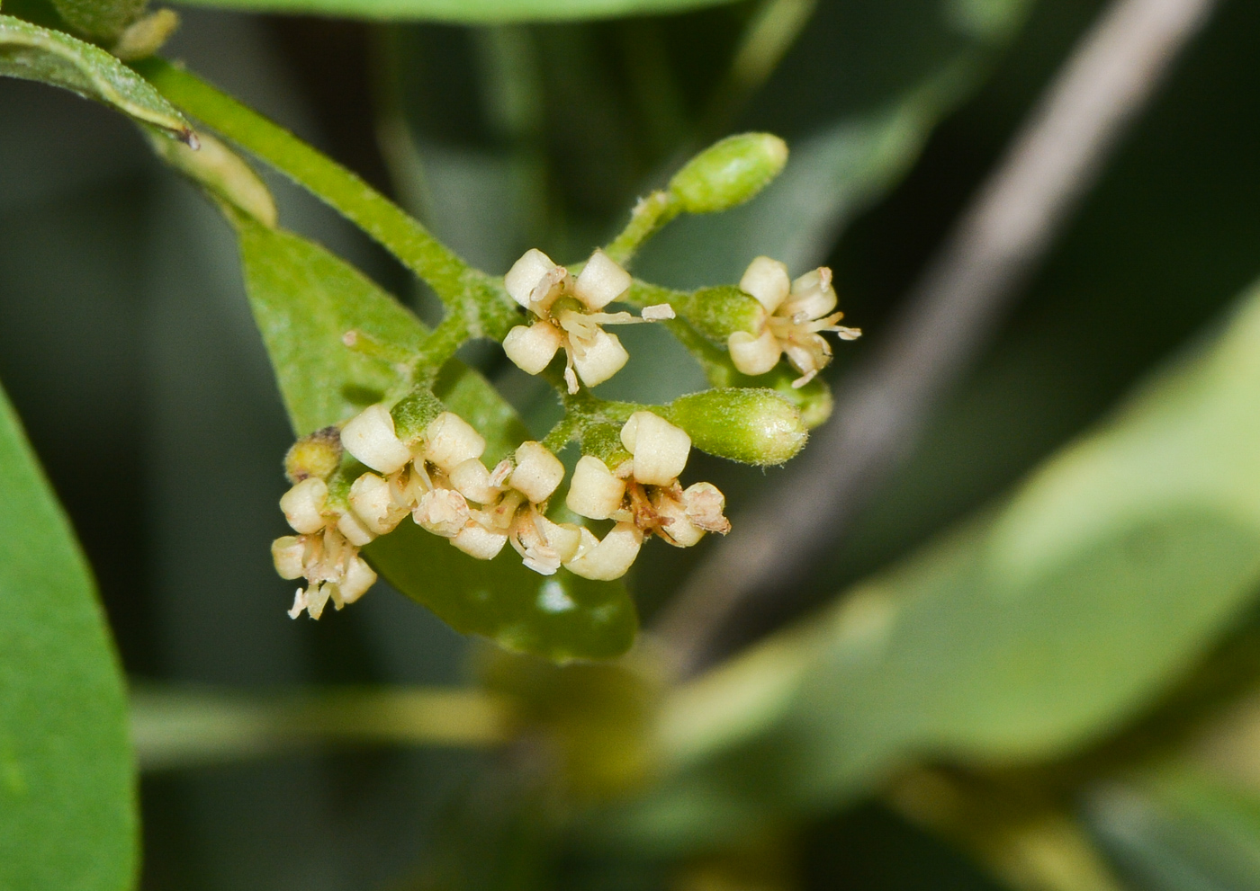 Image of Cordia sinensis specimen.