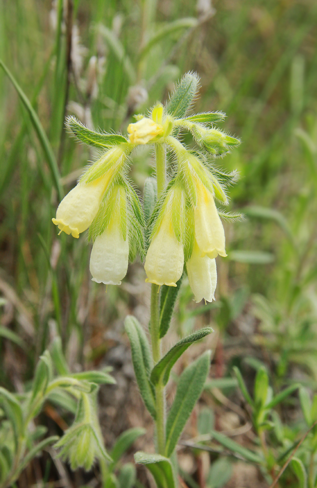 Image of Onosma montana specimen.