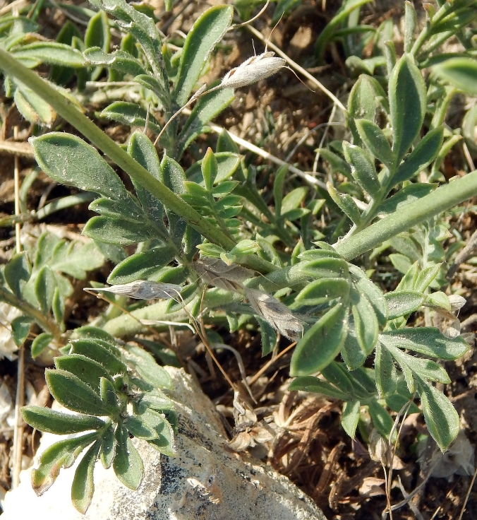Изображение особи Cephalaria uralensis.