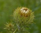 Carlina intermedia