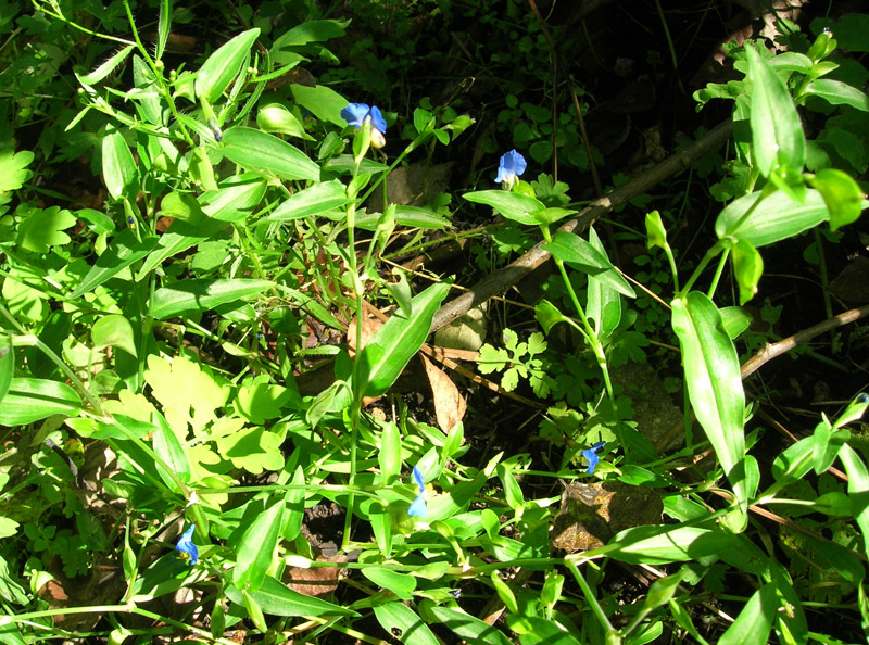 Изображение особи Commelina communis.