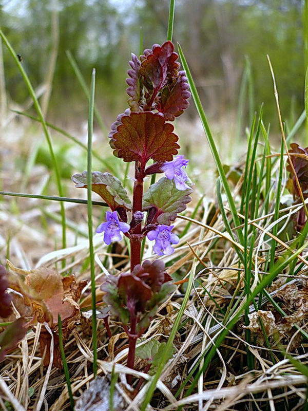 Image of Glechoma hederacea specimen.