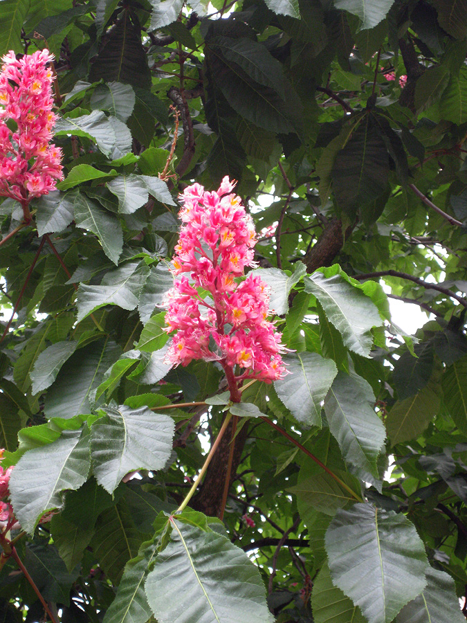 Image of Aesculus &times; carnea specimen.