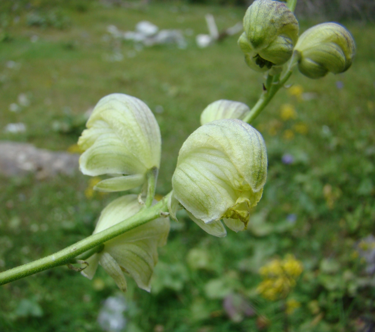 Image of Aconitum seravschanicum specimen.