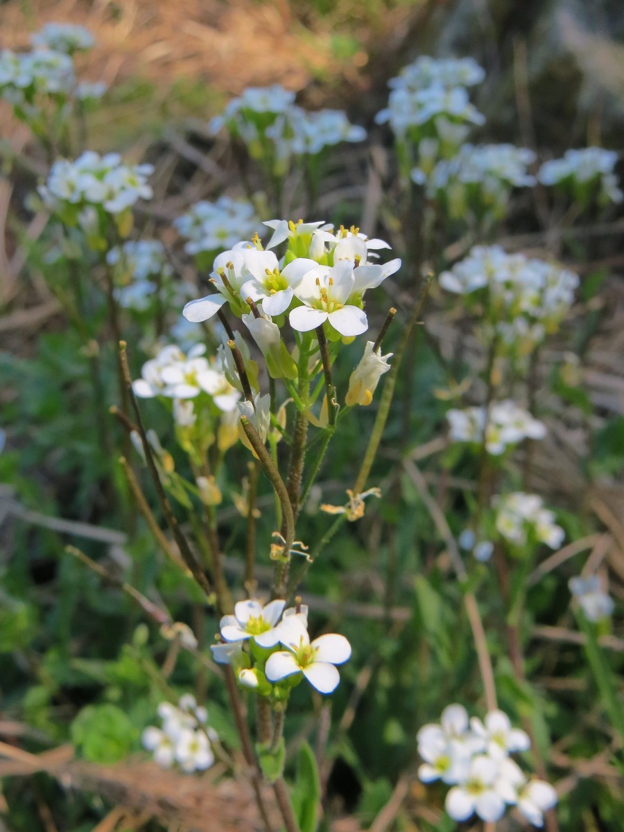 Изображение особи семейство Brassicaceae.