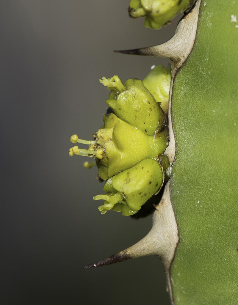 Image of Euphorbia cooperi specimen.