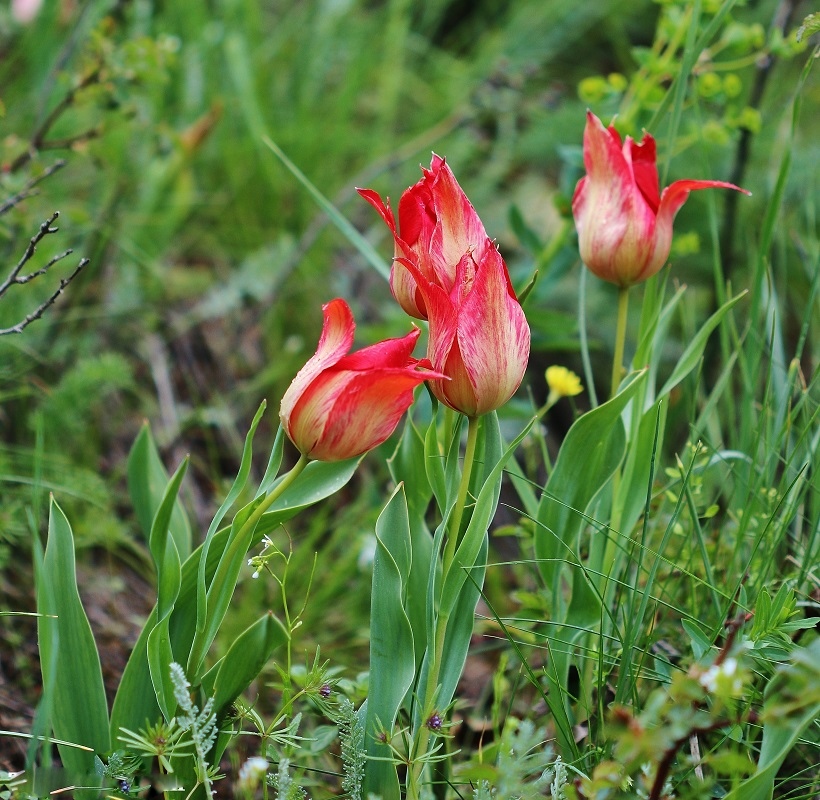 Изображение особи Tulipa confusa.