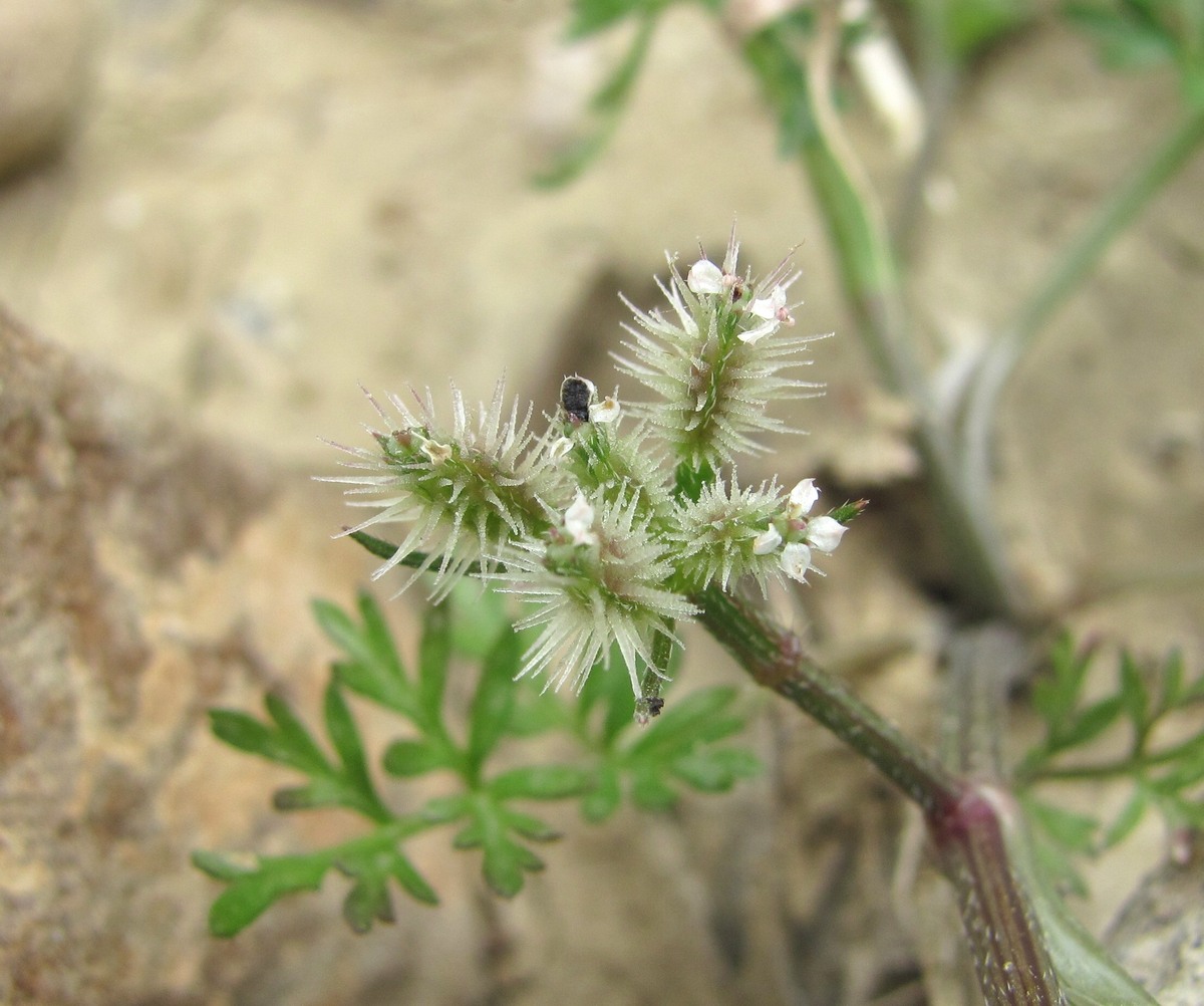 Image of genus Torilis specimen.