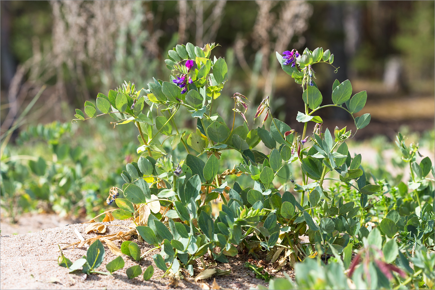 Изображение особи Lathyrus japonicus ssp. maritimus.