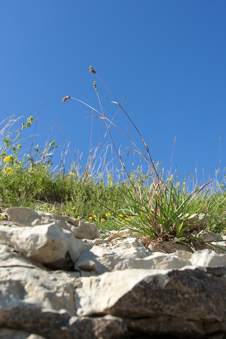 Image of Dactylis glomerata specimen.