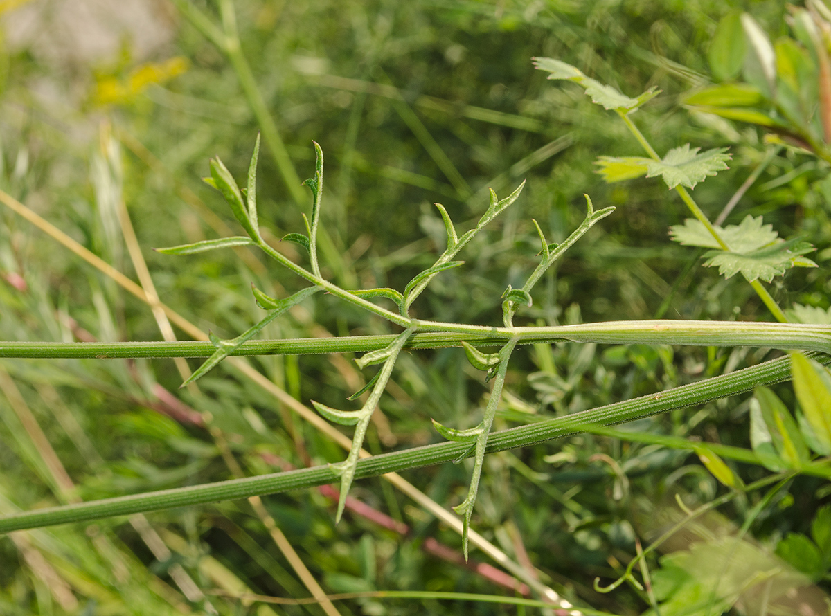 Image of Pimpinella nigra specimen.