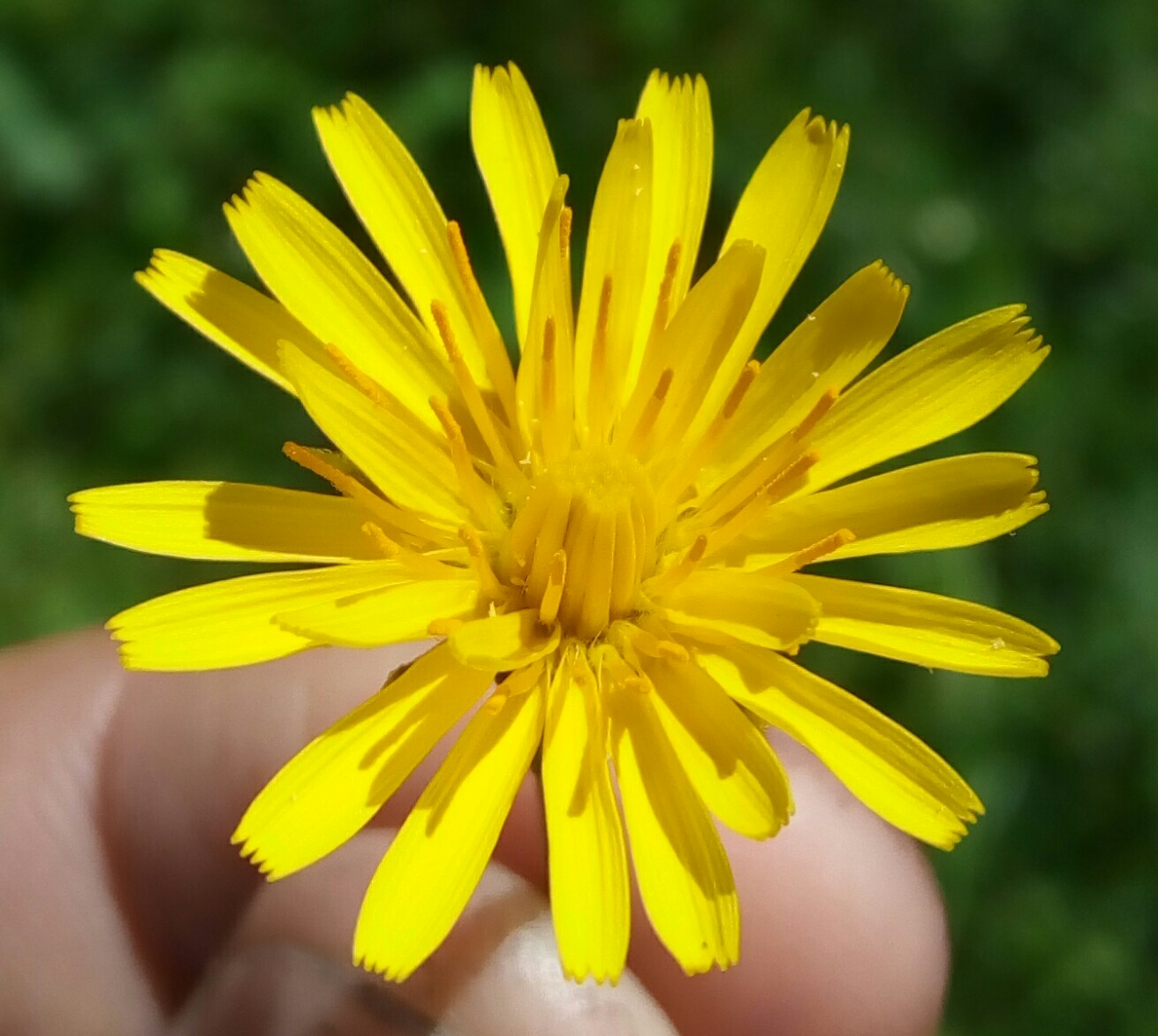 Image of Scorzoneroides autumnalis specimen.