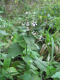 Nepeta cataria