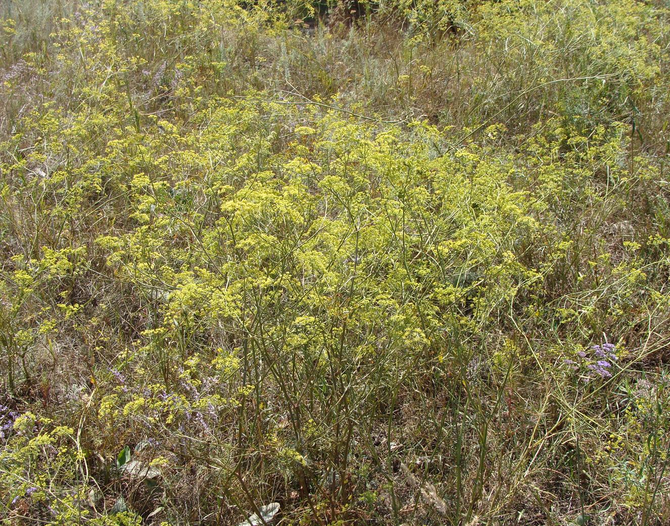 Image of Silaum silaus specimen.