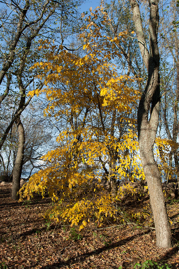 Image of Ulmus laevis specimen.