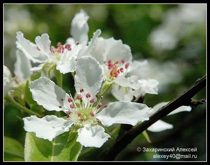 Image of Pyrus pyraster specimen.