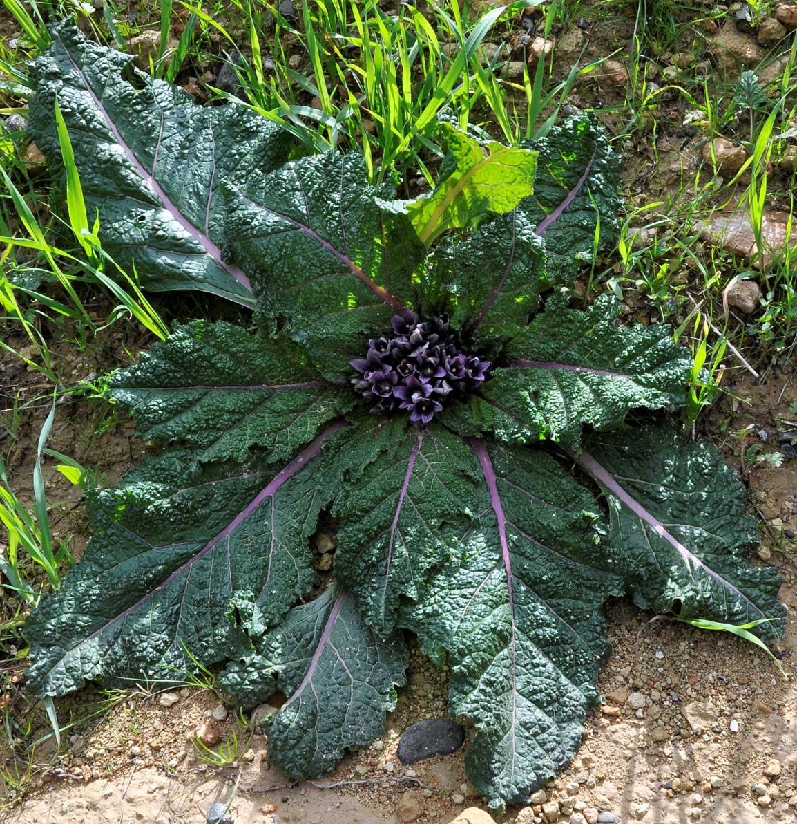 Image of Mandragora autumnalis specimen.