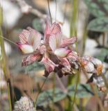 Onobrychis venosa. Соцветие. Республика Кипр, окр. г. Лимасол (Λεμεσός), прибрежная фригана. 02.04.2019.