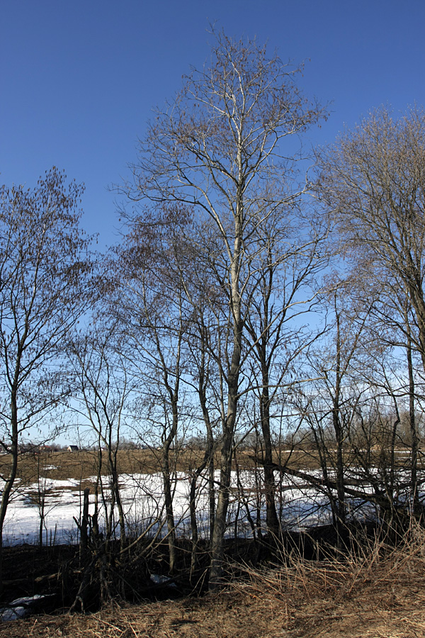 Image of Alnus incana specimen.