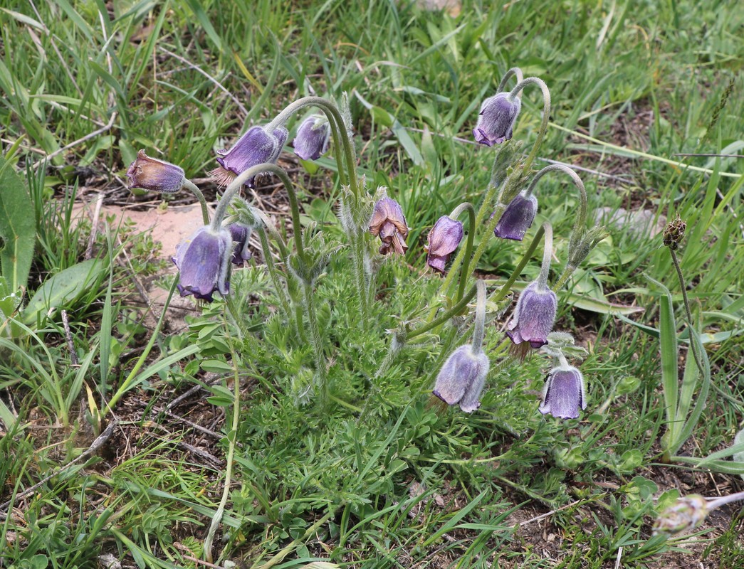 Изображение особи Pulsatilla violacea.