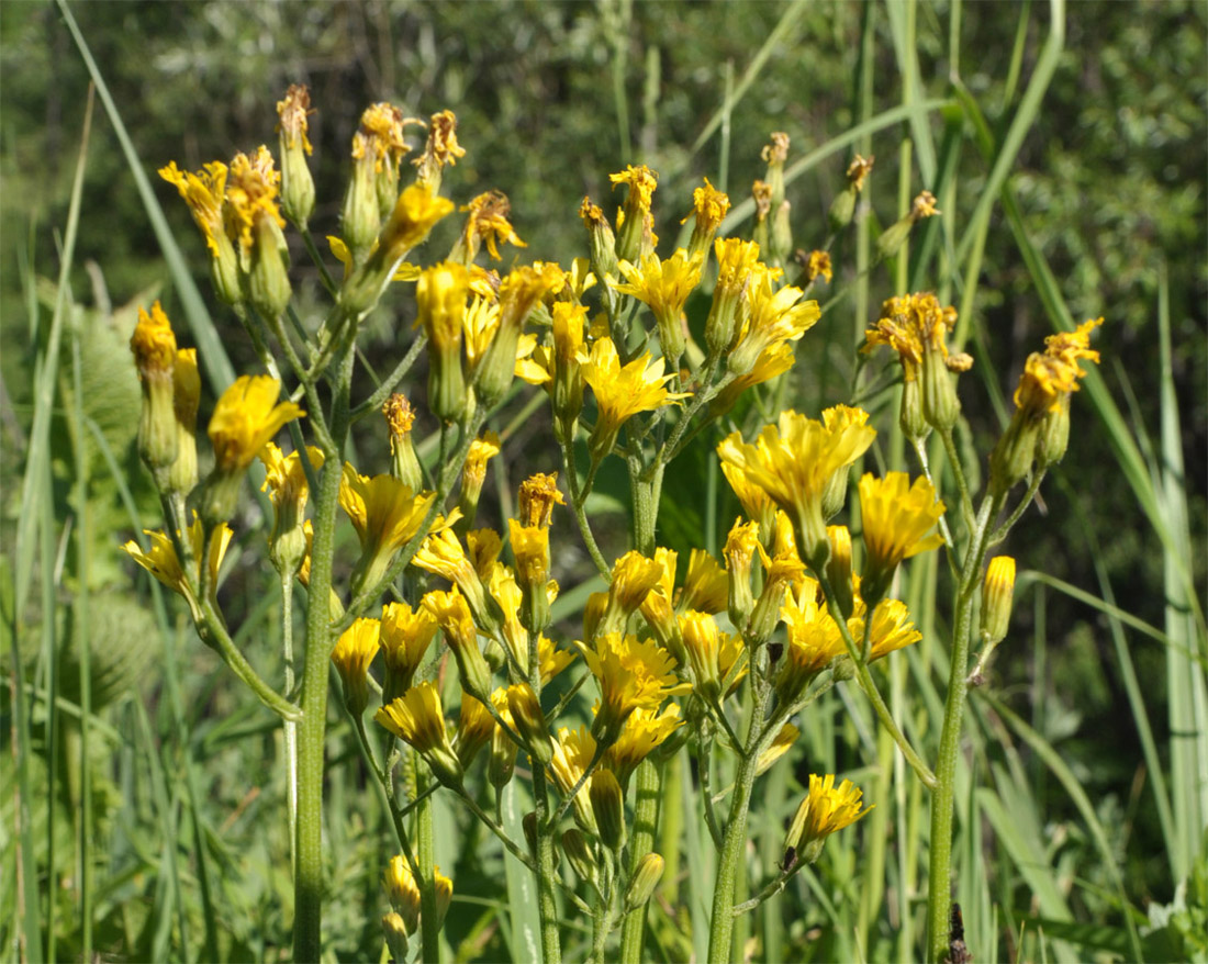 Image of Crepis praemorsa specimen.