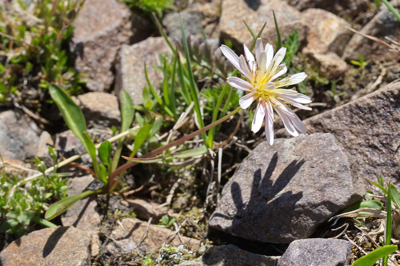 Image of genus Taraxacum specimen.