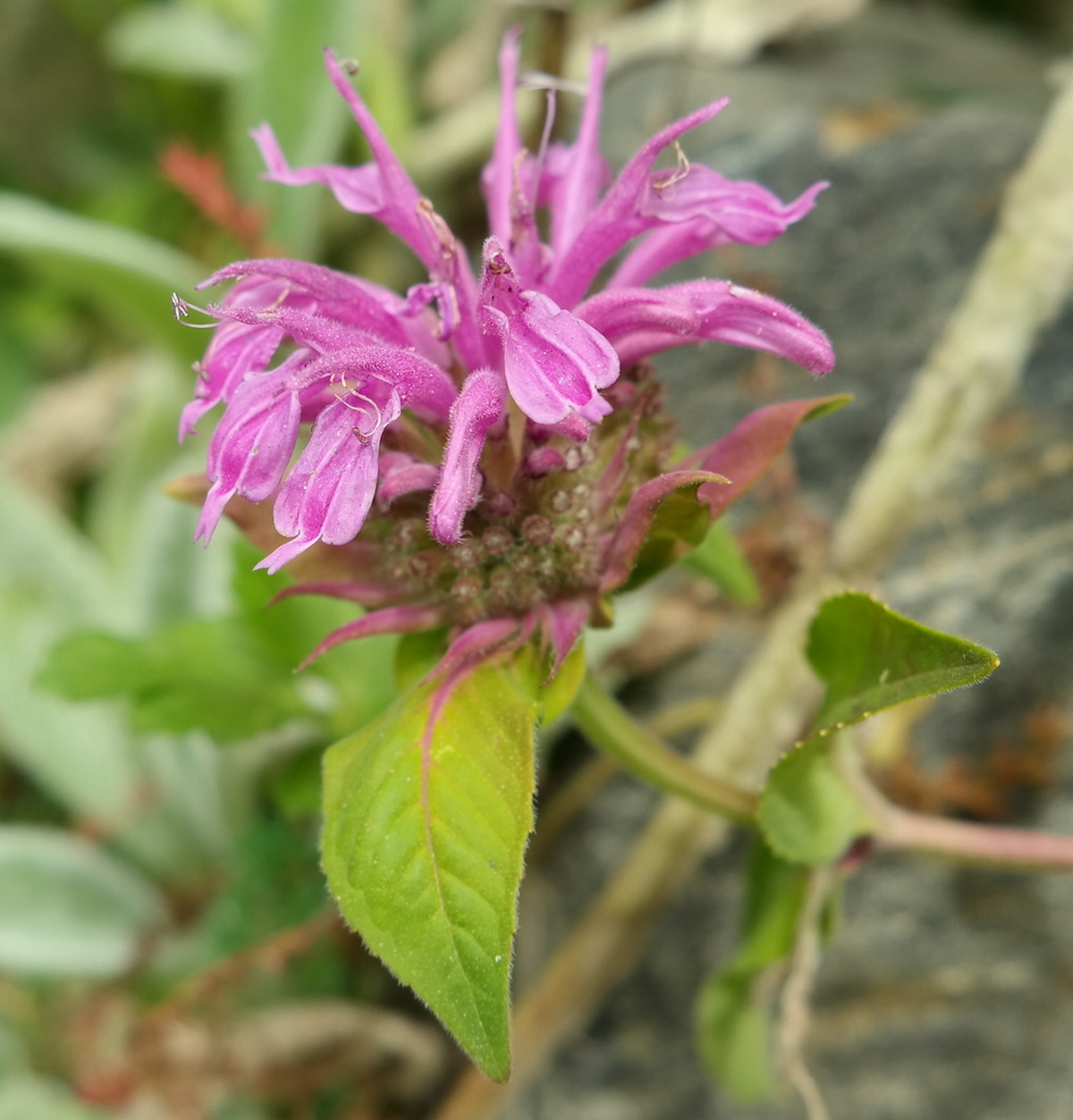 Image of Monarda media specimen.