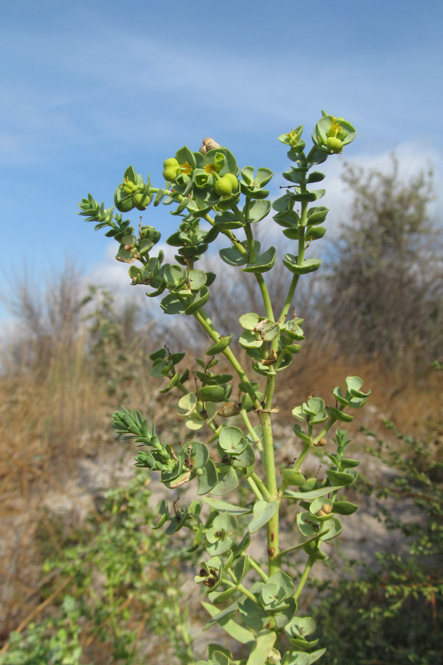 Изображение особи Euphorbia paralias.