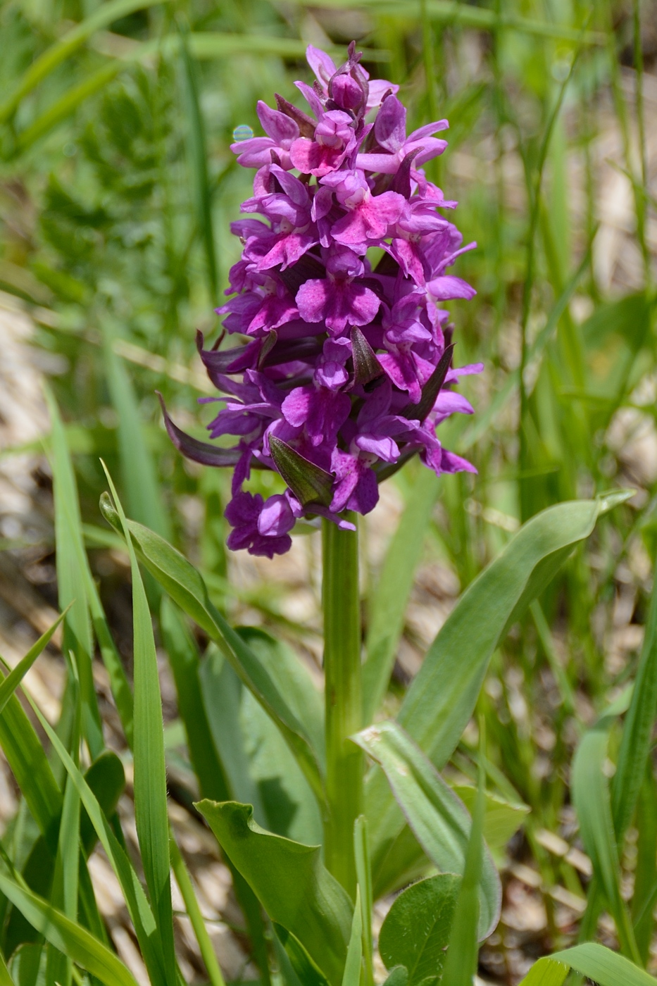 Image of Dactylorhiza euxina specimen.