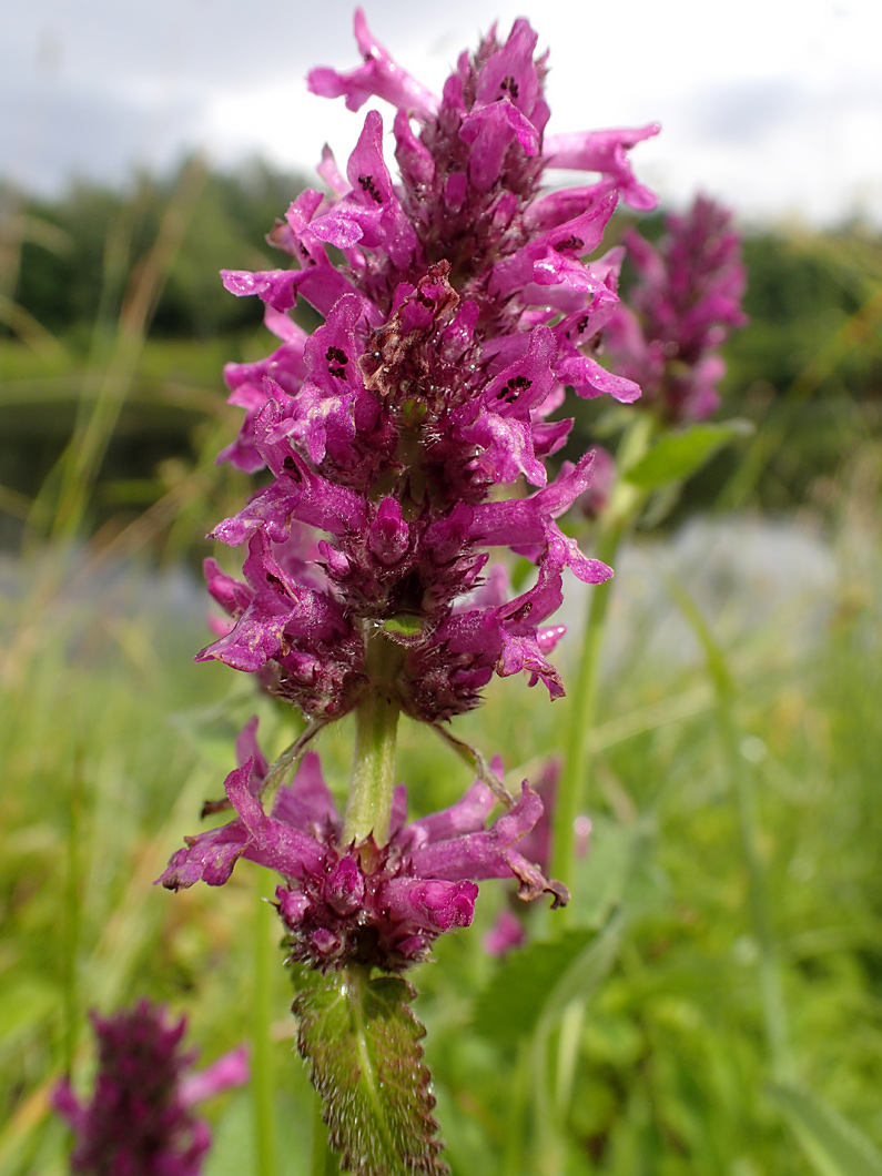 Image of Betonica officinalis specimen.