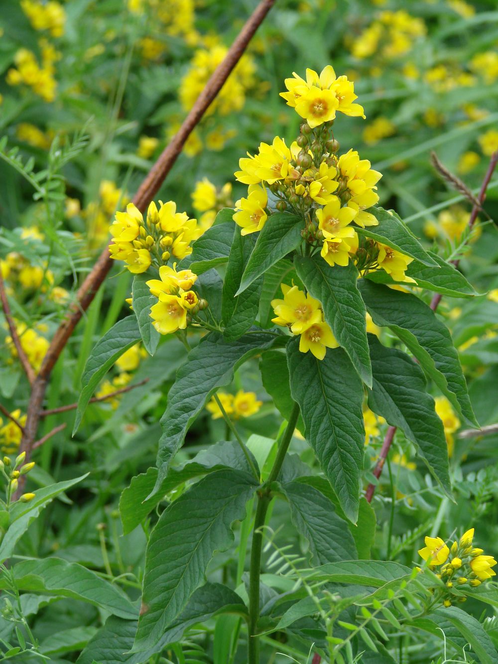 Image of Lysimachia vulgaris specimen.