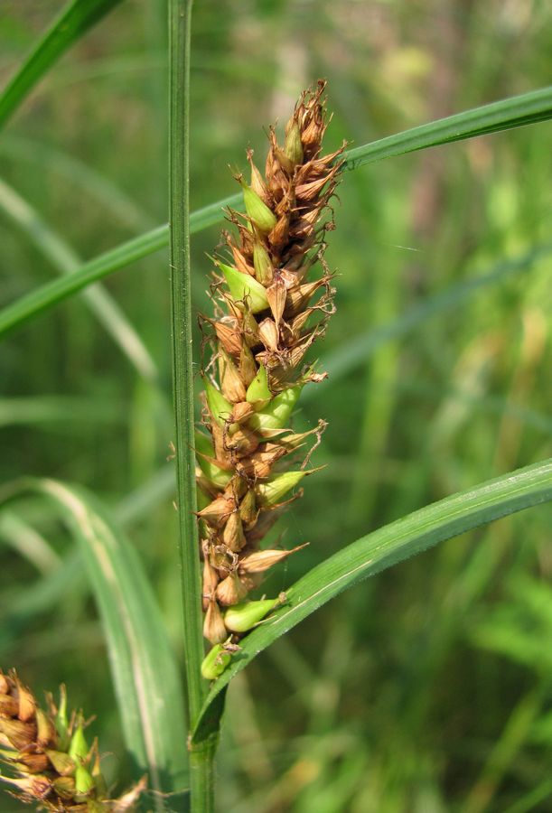 Изображение особи Carex atherodes.