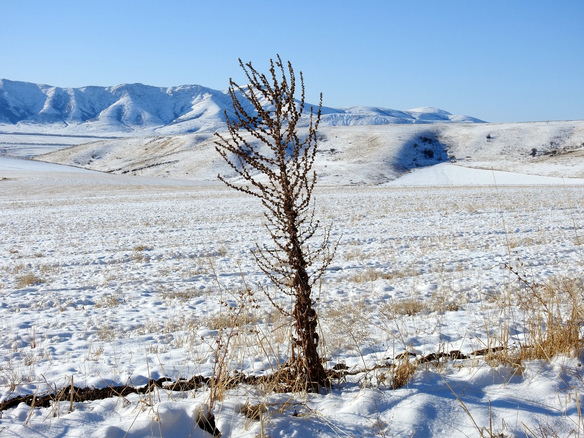 Image of Verbascum songaricum specimen.