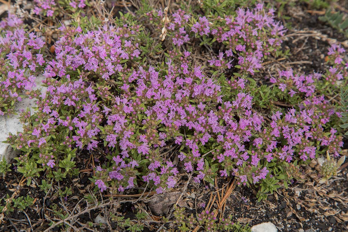 Изображение особи род Thymus.