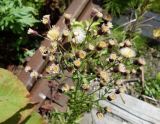 genus Erigeron. Верхушка цветущего и плодоносящего растения. Сахалинская обл., Холмский р-н, перегон 77 км - Чертов мост, на насыпи. 13.08.2019.