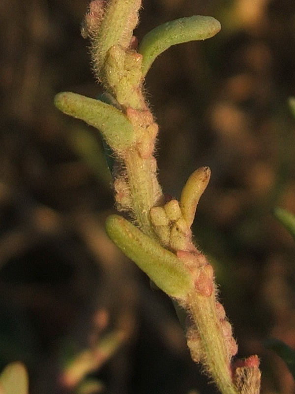 Image of Spirobassia hirsuta specimen.