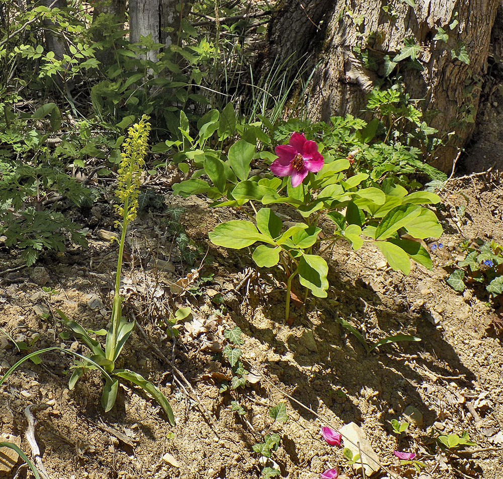 Изображение особи Paeonia caucasica.