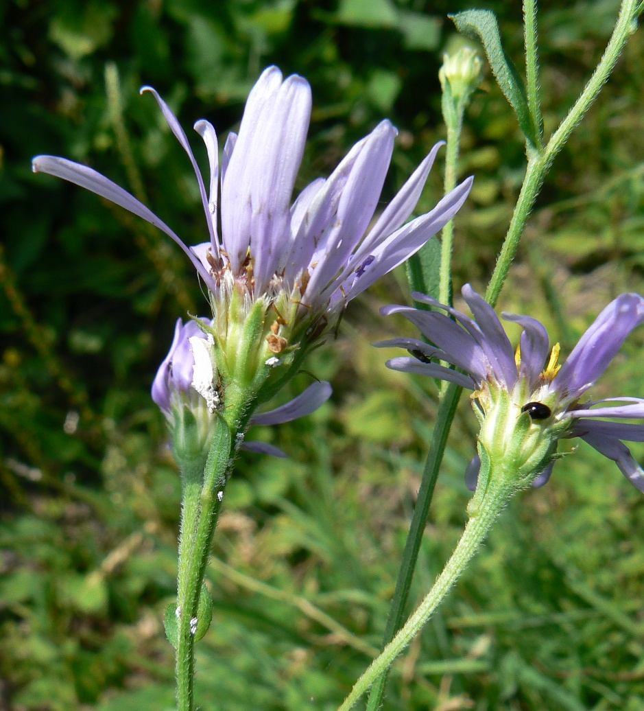 Image of Boltonia lautureana specimen.