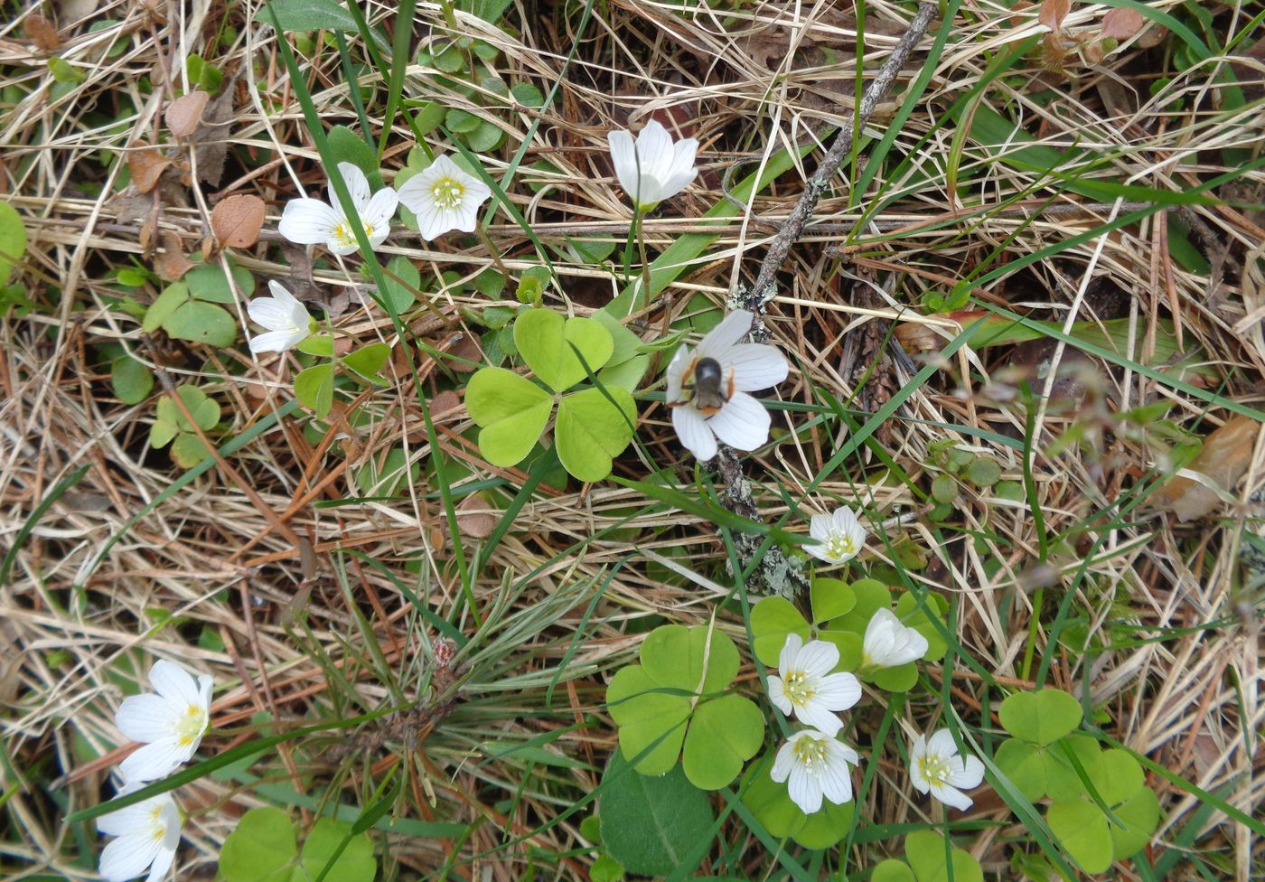 Image of Oxalis acetosella specimen.