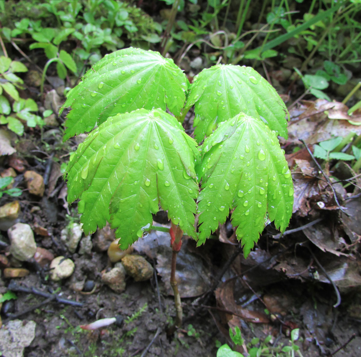 Image of Acer shirasawanum specimen.