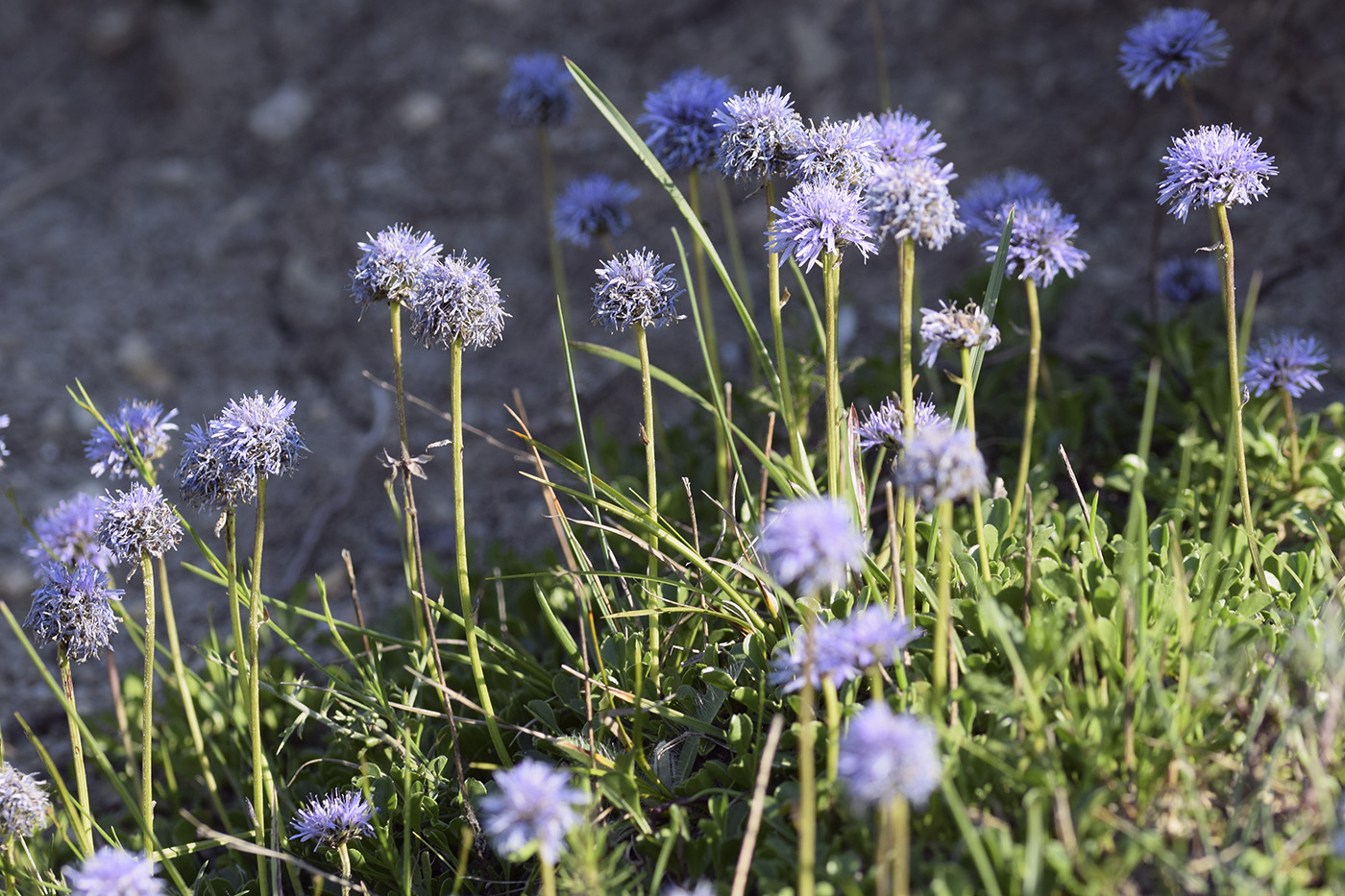 Image of Globularia cordifolia specimen.