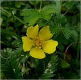 Potentilla anserina