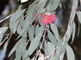 Eucalyptus sideroxylon