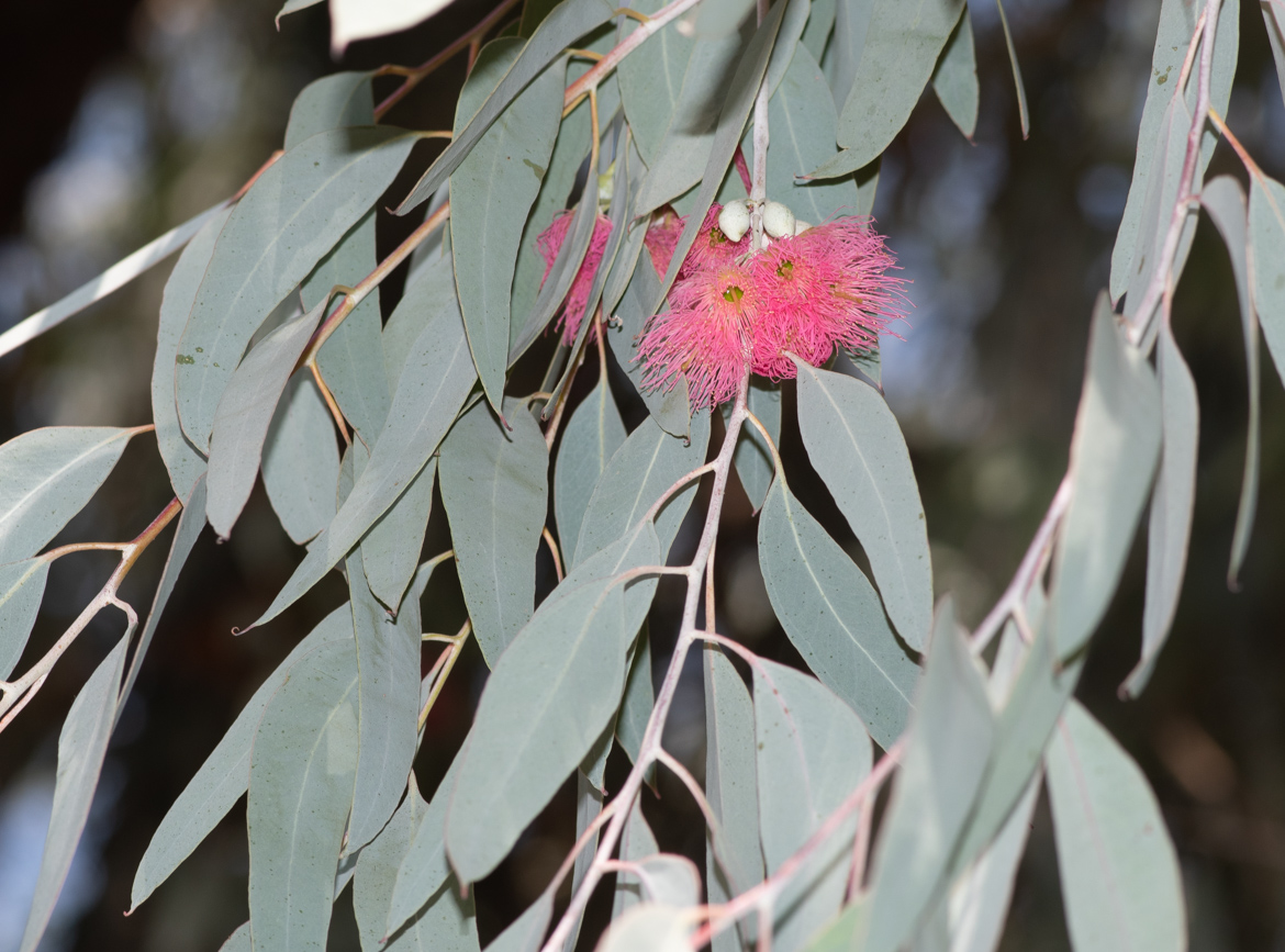 Image of Eucalyptus sideroxylon specimen.